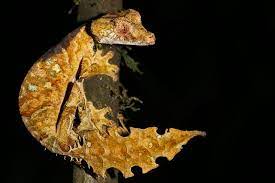 For australia, the ee20 diesel engine was first offered in the subaru br outback in 2009 and subsequently powered the subaru sh forester, sj forester and bs outback. 12 Surprising Facts About Geckos Satanic Leaf Tailed Gecko Weird Animals Lizard Species