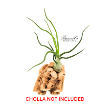 Image result for Bulbostylis sp.no.4