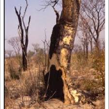 Image result for Schinziophyton rautanenii