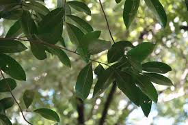 Image result for Suregada