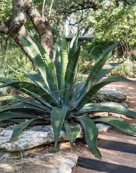 This ingredient is excellent for drainage as it's porous and airy and allows water to quickly pass common cactus problems and how to fix them. Gardening 101 Agave Gardenista