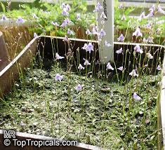Image result for Utricularia sp.no.1
