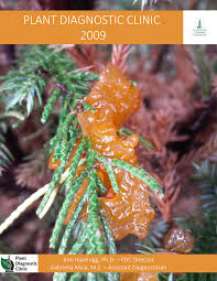 Image result for Pseudopeziza tracheiphila