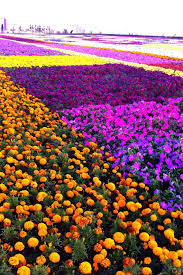 The Largest Flower Carpet In The World Yanbu 2014