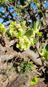 Image result for Pyrostria