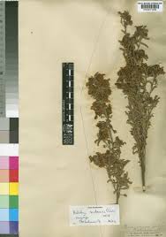 Image result for Kotschya strobilantha