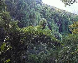 Image result for Secamone alpini