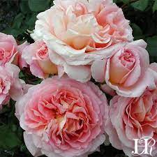 Abraham Darby Heirloom Roses David Austin Roses Beautiful Rose Flowers