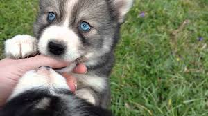 Schau dir angebote von ‪puppy puppies‬ auf ebay an. 7 Things You Need To Know Before Buying A Pomsky Animalso