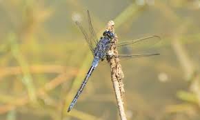 Image result for Trachyandra burkei