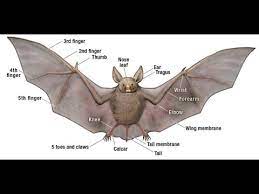 Bat Anatomy Youtube
