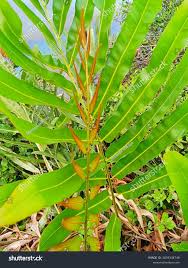 Image result for Acrostichum aureum