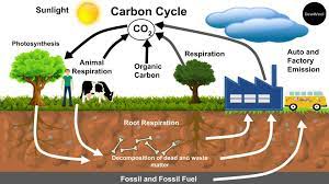 Carbon Cycle Definition Explanation Diagram Dewwool