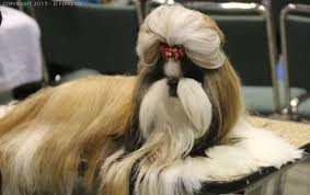 Tori Gch Poinsur Dvizhen Empire Vins In 2020 Shih Tzu Dogs Animals