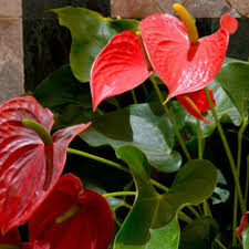 Image result for Anthurium andraeanum
