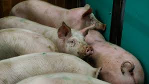 Alertă de pestă porcină africană! Pesta Porcina Africana La Malaltia Que Podria Destruir El Sector A Catalunya Catalunya Radio