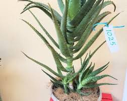 Image result for Aloe barendii