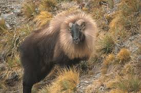 Neuseeland leidet unter zahlreichen eingeschleppten arten, die nicht nur die einheimischen tiere und pflanzen bedrohen, sondern auch jedes jahr wirtschaftliche schäden in höhe von mehr als einer milliarde euro verursachen. Free Range Tahr Package Neuseeland Bookyourhunt Com