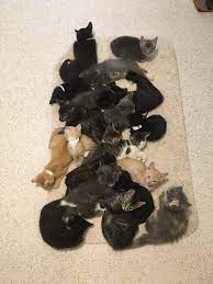 1 male kitten left for sale. Cat For Adoption Kittens Galore A Domestic Long Hair Domestic Short Hair Mix In House Springs Mo Petfinder