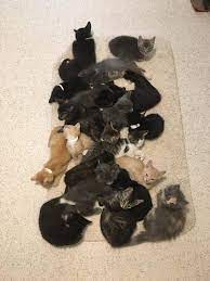 These felines have long and luxurious coats that are silky to the touch. Cat For Adoption Kittens Galore A Domestic Long Hair Domestic Short Hair Mix In House Springs Mo Petfinder