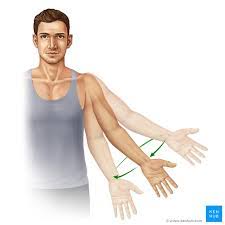 Flexors, extensors, adductors, abductors, lateral rotators and medial rotators. Types Of Movements In The Human Body Kenhub