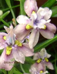 Image result for Moraea stricta