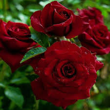 Maybe you would like to learn more about one of these? Rose Red Climbing Giant Flowers Fragrant Buy Plants Online Pakistan Online Nursery