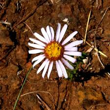 Image result for Osteospermum muricatum