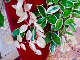 A hoya carnosa compacta benefits from yearly pruning. Care Tips For Growing Hoya Plants Outdoors Joy Us Garden