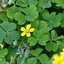 カタバミの駆除方法3つ 特徴やおすすめの除草剤 抜き方も解説 タスクル