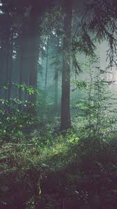 Nature free download wallpaper for android. 20 Forest Wallpaper Phone Backgrounds Hd Image For Iphone Android Mobile Lockscreen Free Forest Wallpaper Forest Wallpaper Iphone Backgrounds Phone Wallpapers
