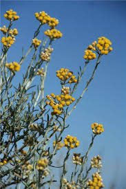 Image result for Helichrysum keilii