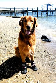Dogs Shoes May Be The Best Way To Protect Your Dog S Paws This Summer Shoes In 2020 Dog Shoes Your Dog Dogs