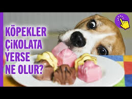 En Az Kokan 10 Kopek Irki Hayvanlar Alemi Aklinda Olsun Youtube