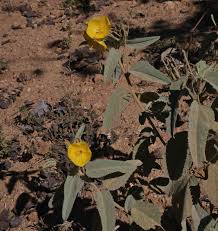 Image result for Melhania forbesii