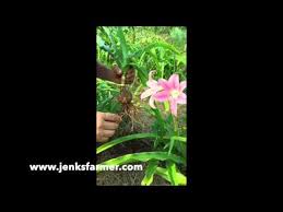 Image result for Crinum walteri