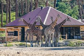 In het grootste wildlife park van nederland ontmoet u 1.500 dieren in hun natuurlijke omgeving. Safari Resort Beekse Bergen In Hilvarenbeek The Best Offers