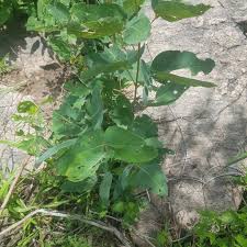 Image result for Adenodolichos