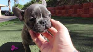 French bulldogs are what we know best! Tiger The Mini Blue French Bulldog Male Puppy Youtube