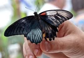 Nature Fuses One Half Of A Male And One Half Of A Female Butterfly In This Unusual Specimen From The Natural History Museu Butterfly Hatching Animals Butterfly