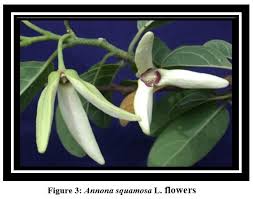 Image result for Annona squamosa