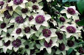 We did not find results for: How To Grow Clematis Florida Sieboldii The Garden Of Eaden