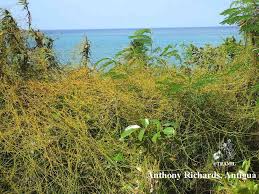 Image result for Cuscuta kilimanjari