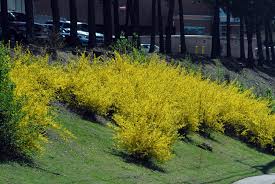 But if you want to have a healthy gold tide® forsythia at home, be sure to read on and follow our care guidelines. Forsythia X Intermedia Border Forsythia Golden Bells North Carolina Extension Gardener Plant Toolbox