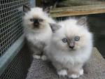Rescue Me! Birman Rescue - Home | Facebook
