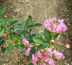 Liza aditya pun tampak sumringah menerima hadiah mewah dari sang kekasih bule. Tanaman Hias Bibit Bunga Sakura Lokal Shopee Indonesia