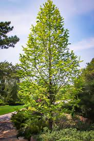 Goldrush Dawn Redwood For Sale The Tree Center