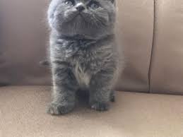 Satilik Kedi Ilanlari Ve Fiyatlari Kedi Sahiplendirme Ilanlari