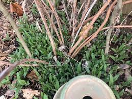 Image result for Distephanus divaricatus