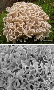 Image result for Secamone brevipes